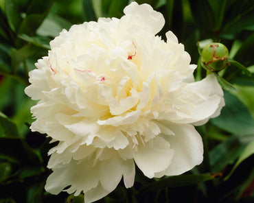 Marie Lemoine Peony