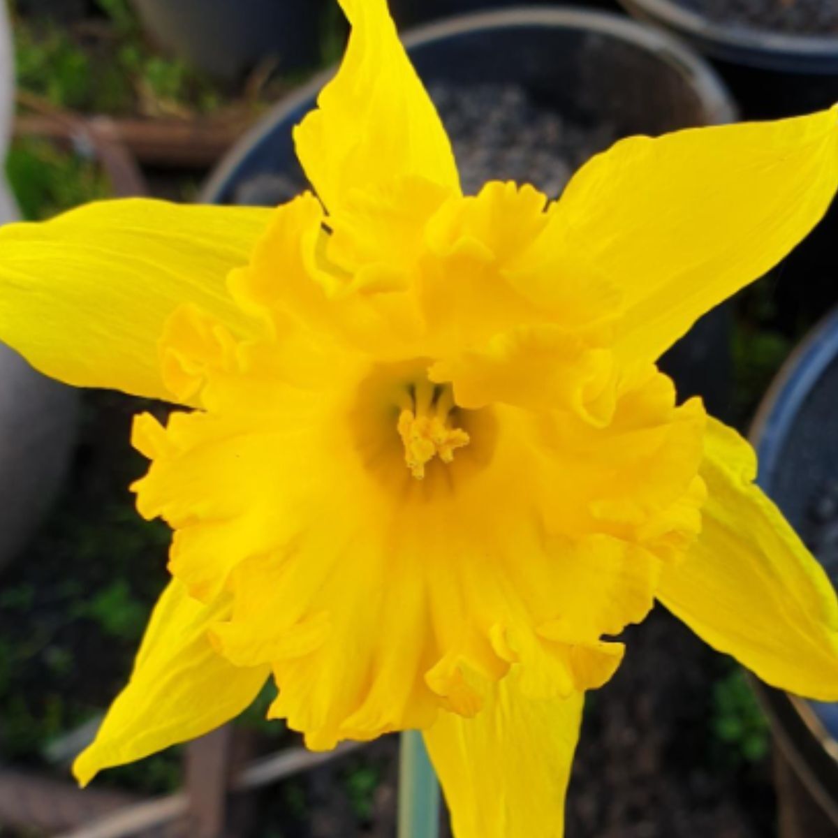 Daffodil- Golden Lion
