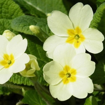 Heirloom Non-GMO Primula Malacoides Flower Seeds for Planting – Light Yellow Delicate Blooms