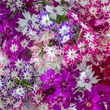 Phlox Twinkle Star Mixed Color Flower Seeds