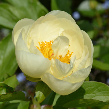 Lemon Chiffon Peony