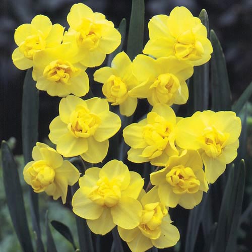 Double Daffodil- Safina