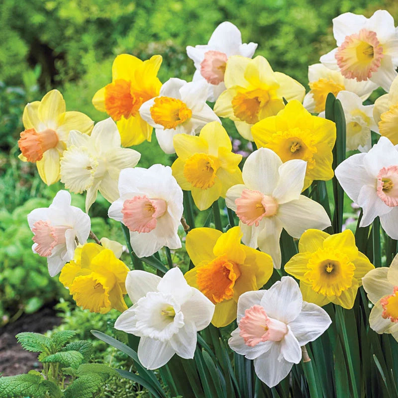 Mid Spring Flowering Daffodil Mixture Seeds