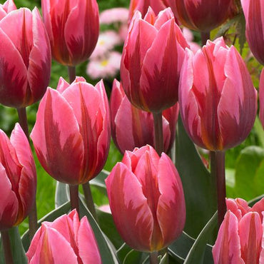 Pretty Princess Tulip Seeds