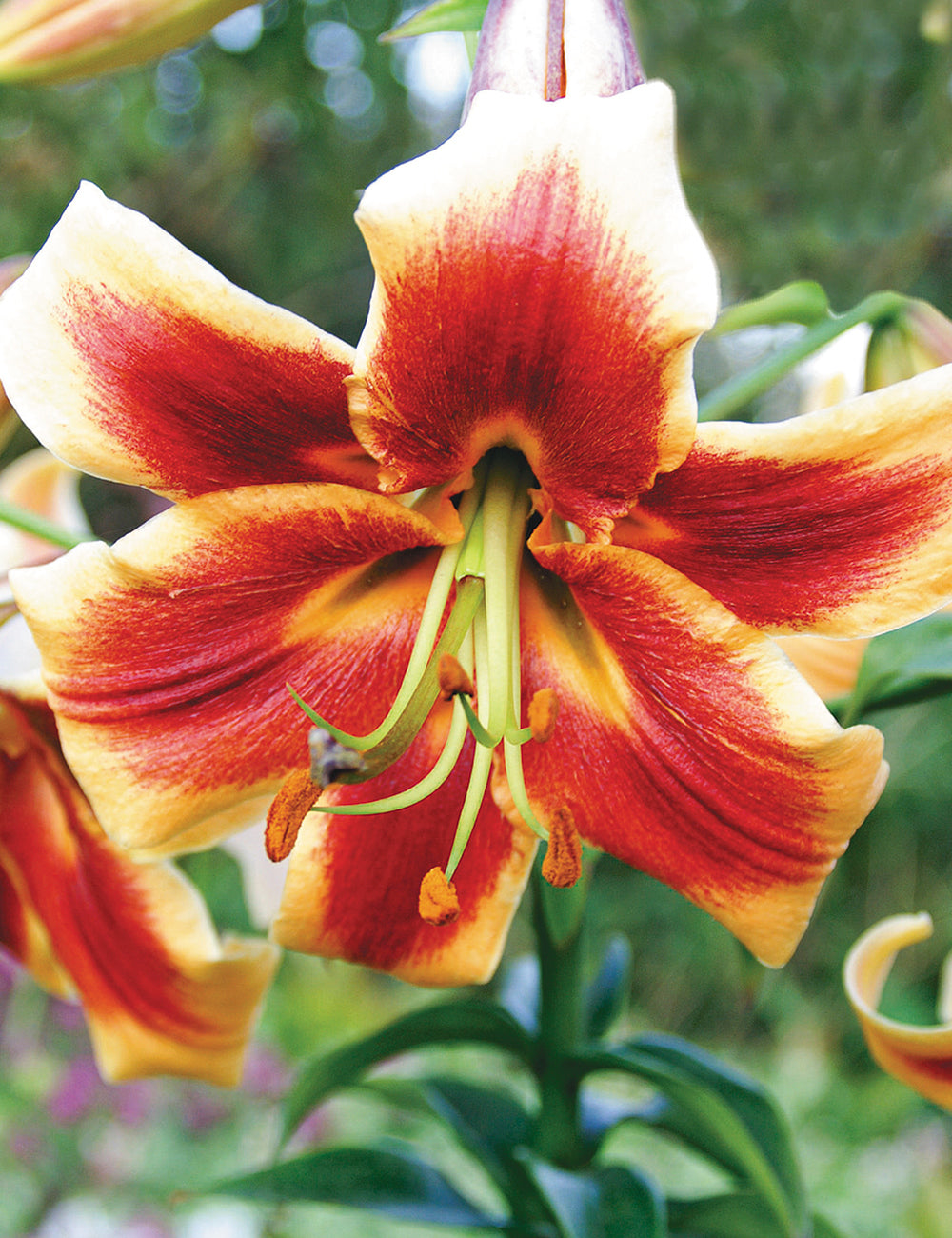 Oriental Trumpet Lily- Red Morning (Bulb)