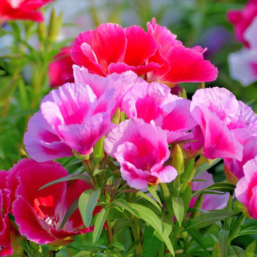 Godetia- Tall Double Mix