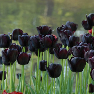 Queen of Night Tulip Seeds