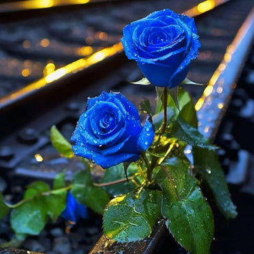 Dark Blue Rose Flower Seeds for Planting – Heirloom, Non-GMO Seeds for Garden Blooms