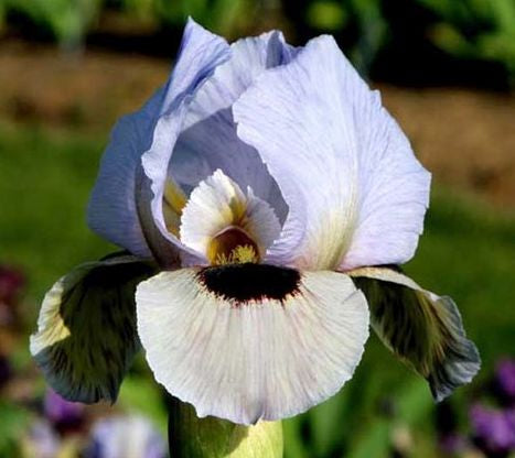 Eyes On You Aril Iris