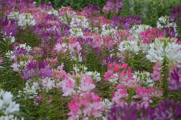 Cleome Spinosa Mixed Color Flower Seeds