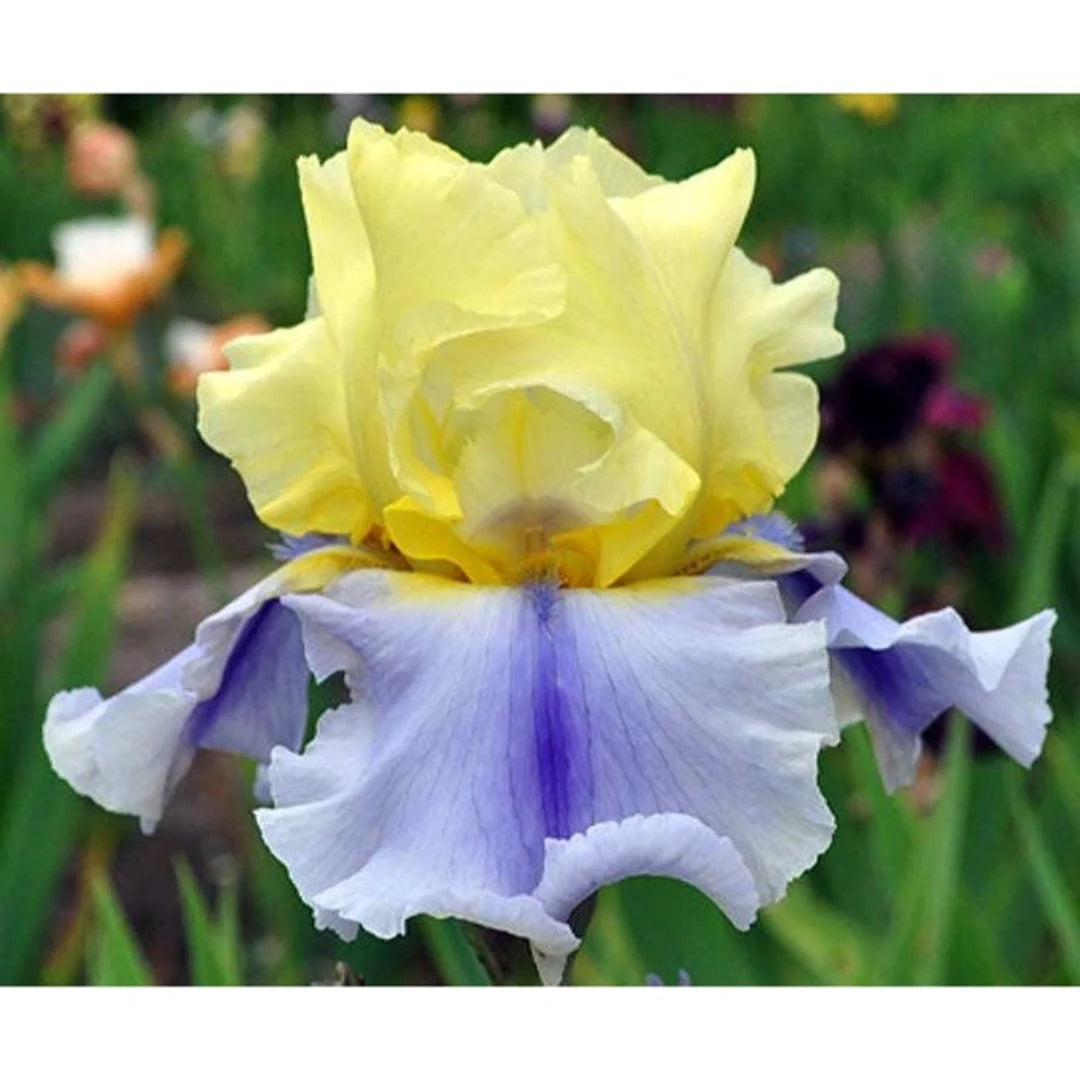 Easter Candy Bearded Iris