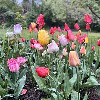 Dutch Darlings Tulip Mixture Seeds