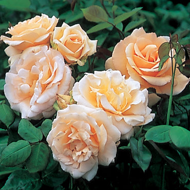 Rose- Apricot Nectar