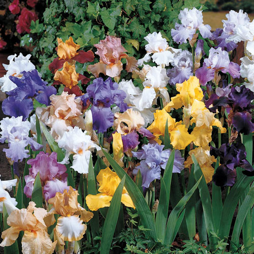 Reblooming Tall Bearded (German) Iris Mixture