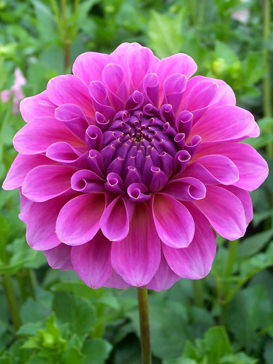 Dahlia- Pink Wonder (Tuber)