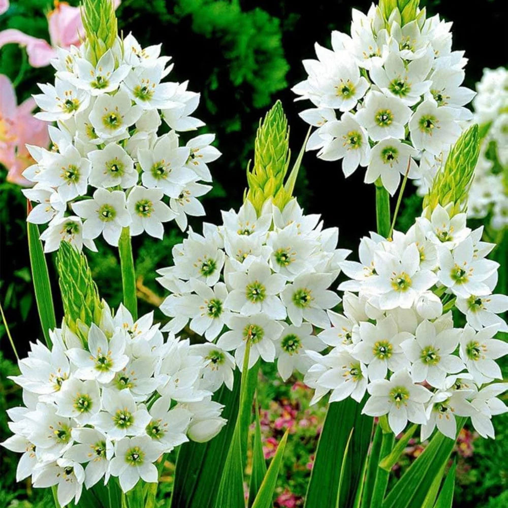 Chincherinchee