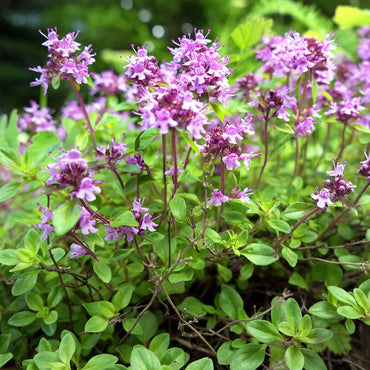 Heirloom Non-GMO Pink Creeping Thyme Plant Seeds – Fragrant Ground Cover for Garden