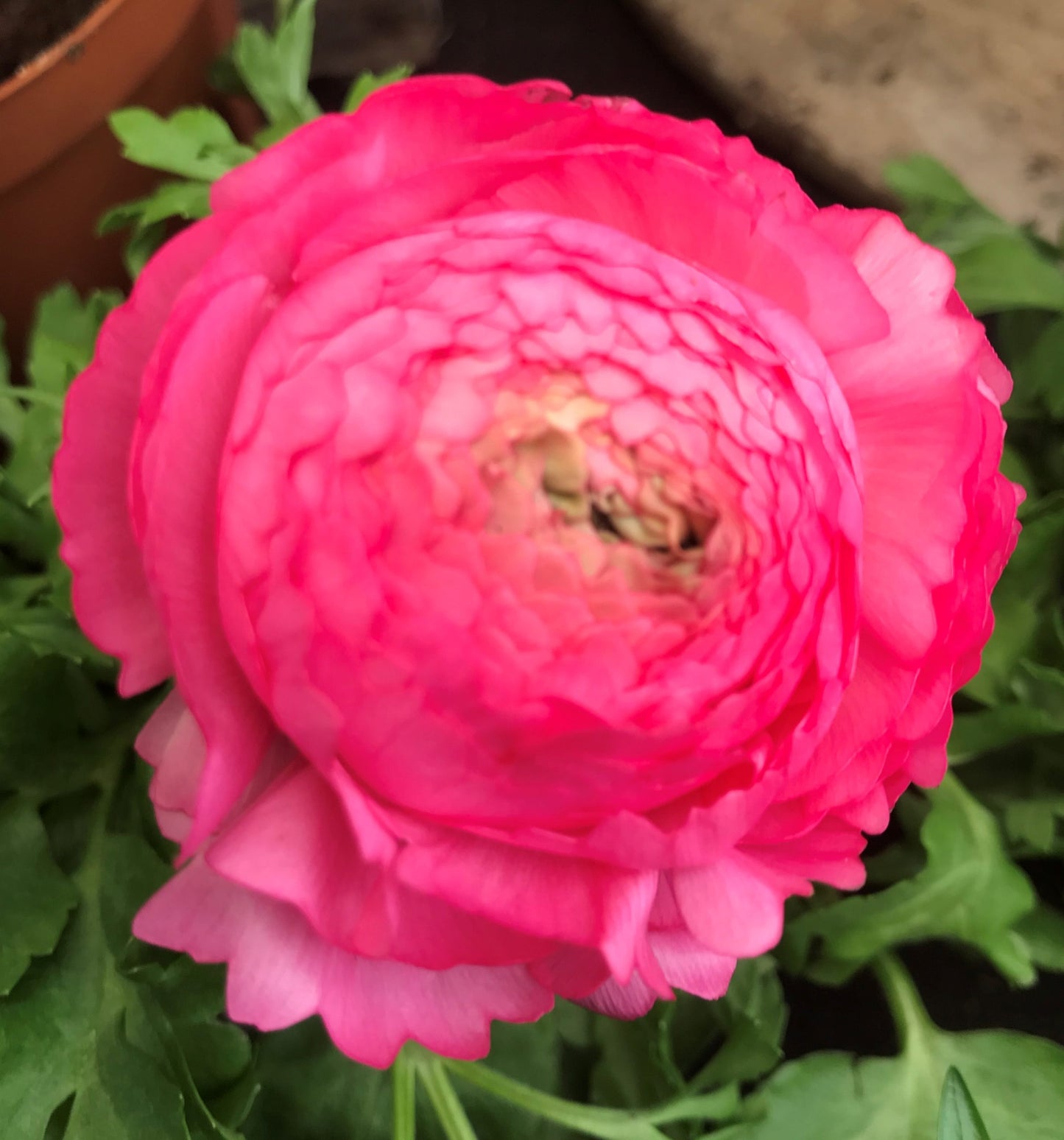 Ranunculus- Florentine Pink (Corm)