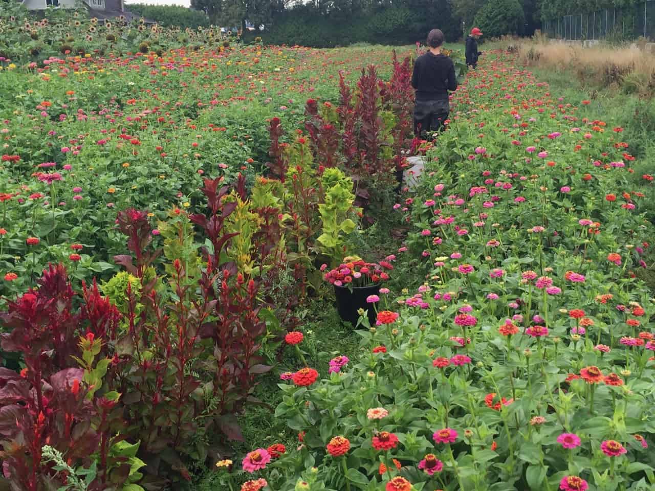 Cut-Flower Garden Daffodil Mixture Seeds