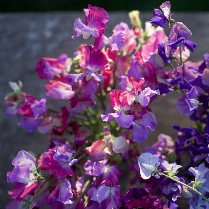 Sweetpea- Enchante