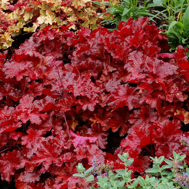 Forever Red Heuchera
