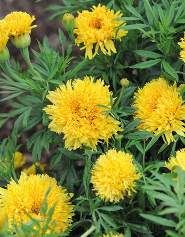 Marigold, African- Simba Yellow