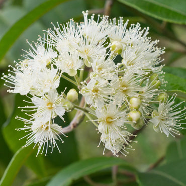 Lemon Myrtle