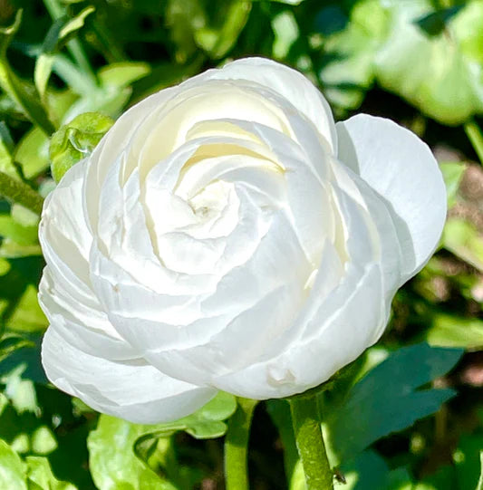 Ranunculus- Elegance Bianco 701-12