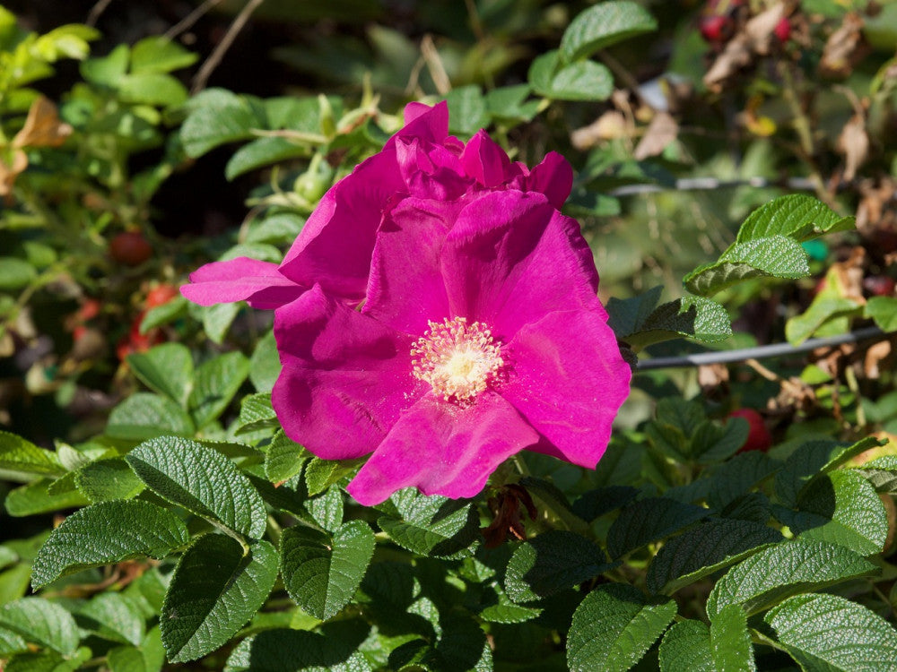 Rose- Rugosa Scabrosa