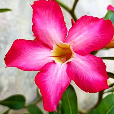 Pink Adenium Heirloom Non-GMO Seeds for Planting