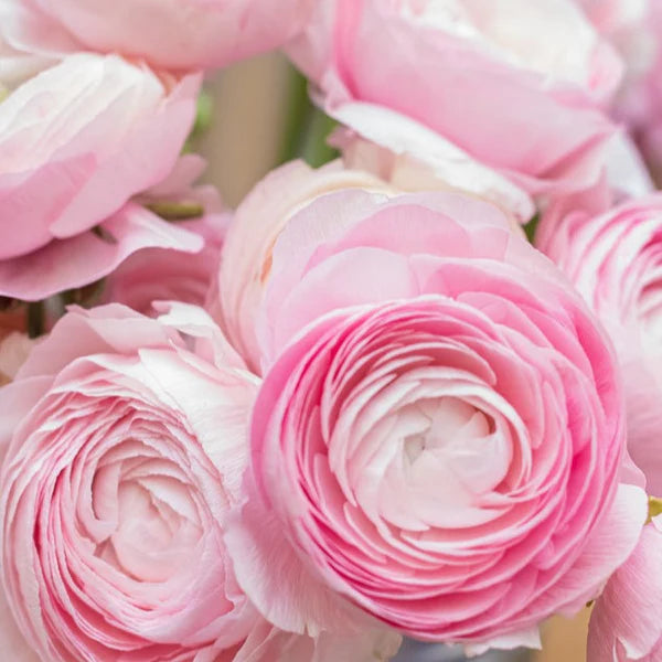 Ranunculus- Primo Rosa Light Pink (Corm)