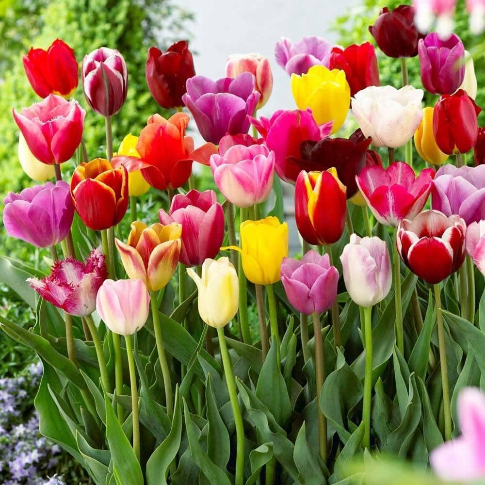 Heirloom Colorful Mixed Tulip Flower Seeds for Planting – Non-GMO, Perfect Garden Blooms