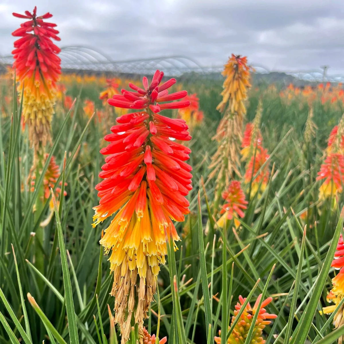 Heirloom Non-GMO Red Yellow Kniphofia Flower Seeds for Planting – Vibrant Torch-Lily Blooming Seeds