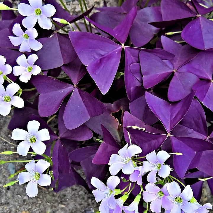 Oxalis Shamrock Plant Seeds – Heirloom, Non-GMO Seeds for Planting Lush Green Garden Foliage
