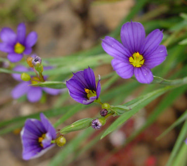 Sisyrinchium Flower Seeds – Heirloom, Non-GMO, Blue-Eyed Grass Blooms for Garden Planting