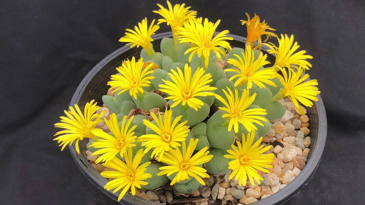 Heirloom Non-GMO Yellow Conophytum Flower Seeds for Succulent Gardens and Decorative Planting