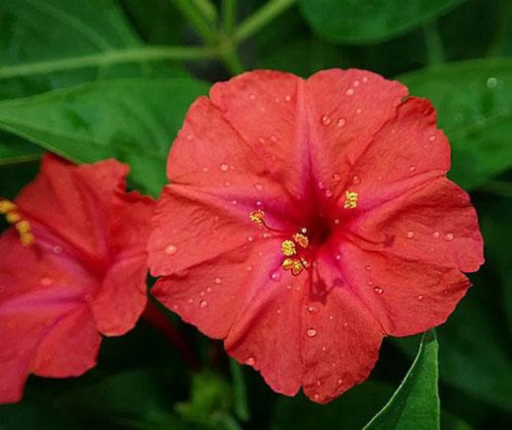 Heirloom Non-GMO Red Mirabilis Scarlet Flower Seeds for Evening Blooming Garden Planting