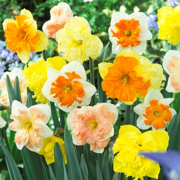 Butterfly Daffodil Collection Seeds