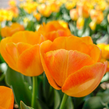 Desert Sun Tulip Seeds