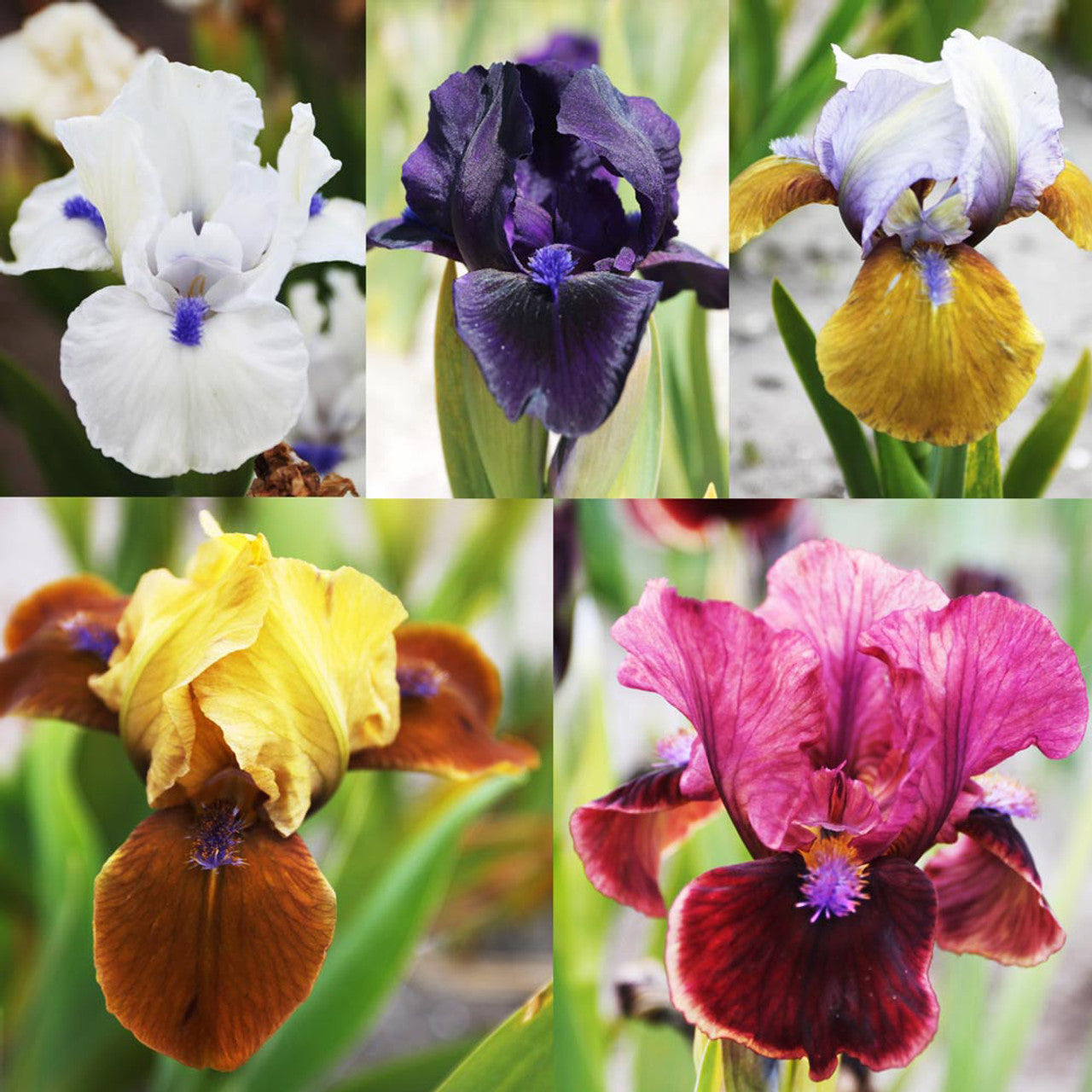 Dwarf Bearded Iris Collection