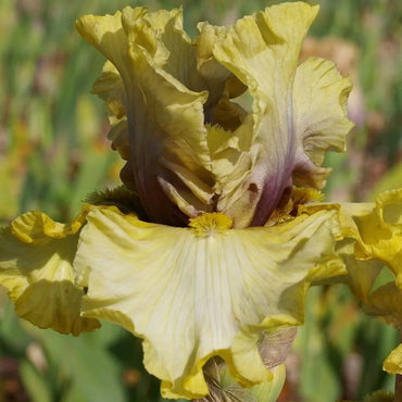Monsoon Moon Bearded Iris