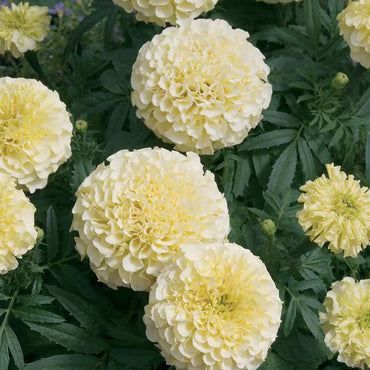 Marigold, African- Savannah Ivory.