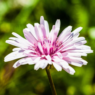 Hawksbeard- Rubra Mix