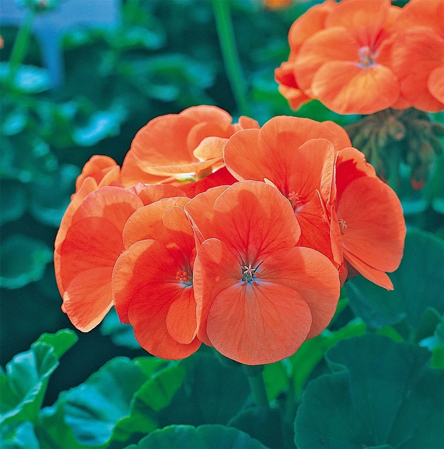 Orange Maverick Geranium flower Seeds for Planting - Heirloom & Non-GMO Seeds