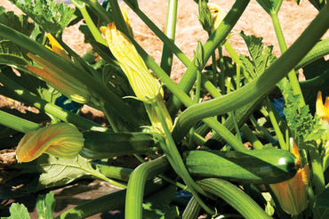 Spineless Perfection – Zucchini Squash Seed