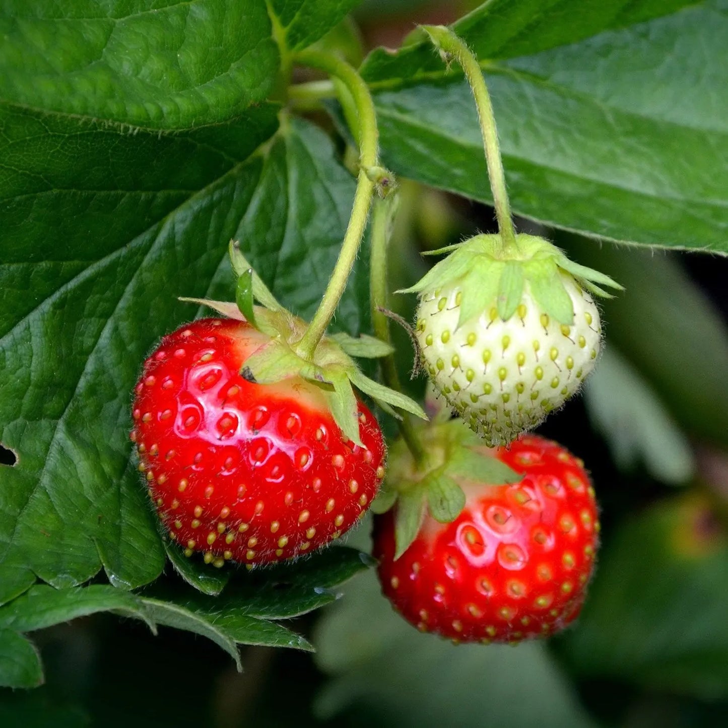 Seascape – Spring-Planted – Organic Strawberry Seed