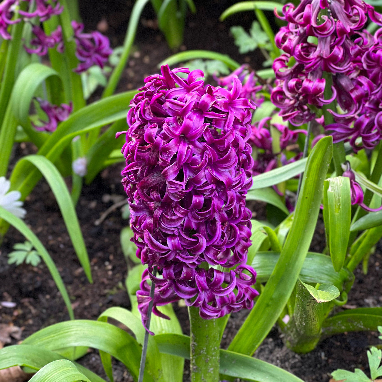 Miss Saigon Hyacinth Seeds