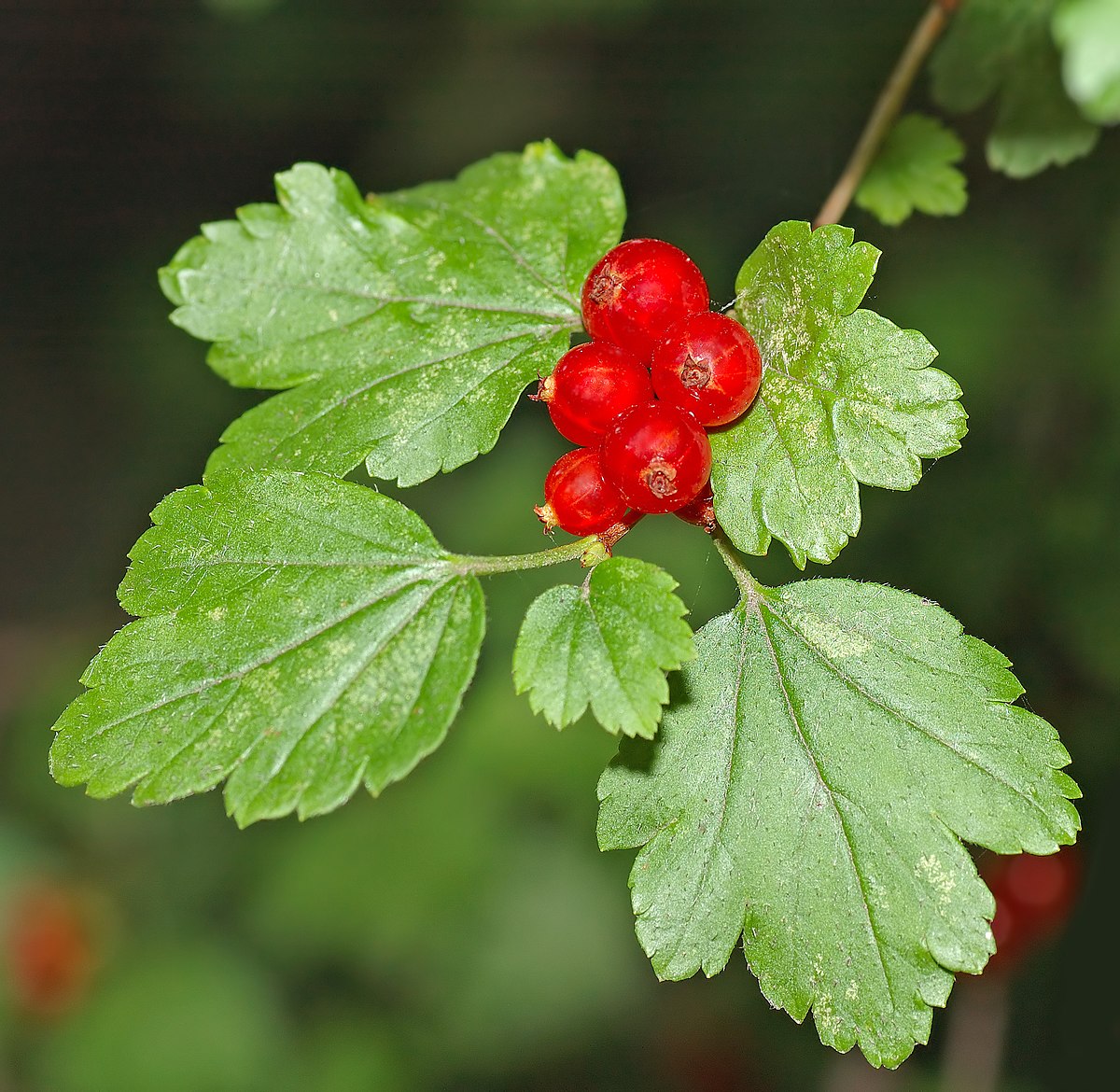 Mountain Currant