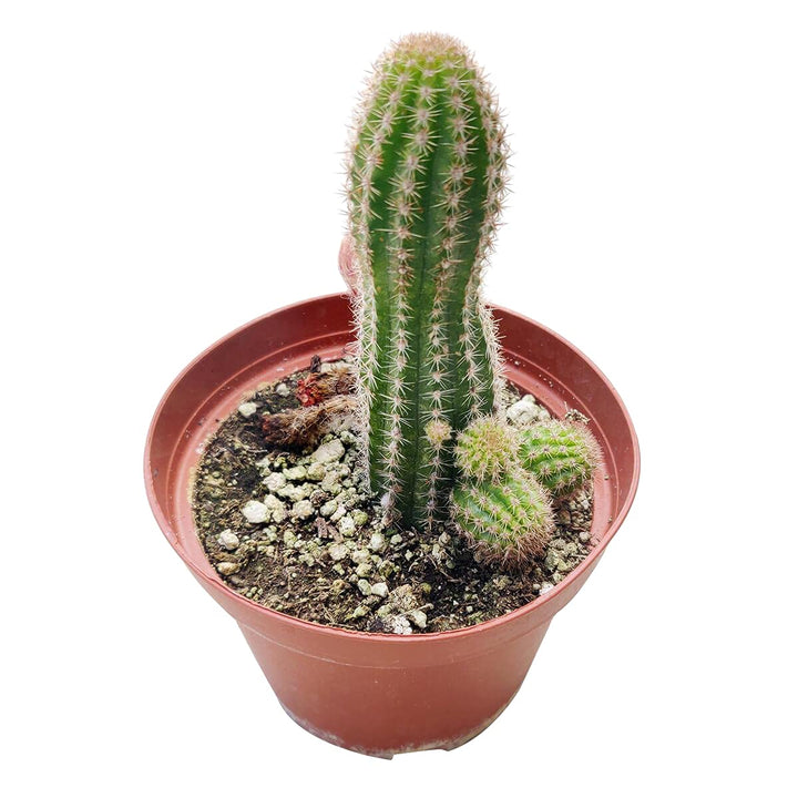Heirloom Echinopsis Chamaecereus Plant Seeds, Non-GMO Cactus Blooms for Succulent Garden Planting