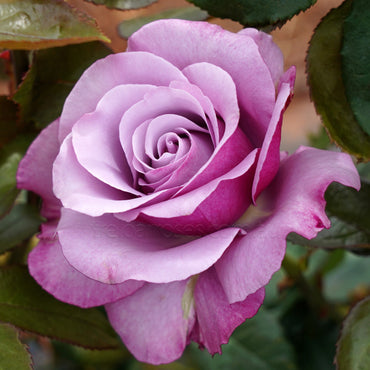 Neptune Hybrid Tea Rose